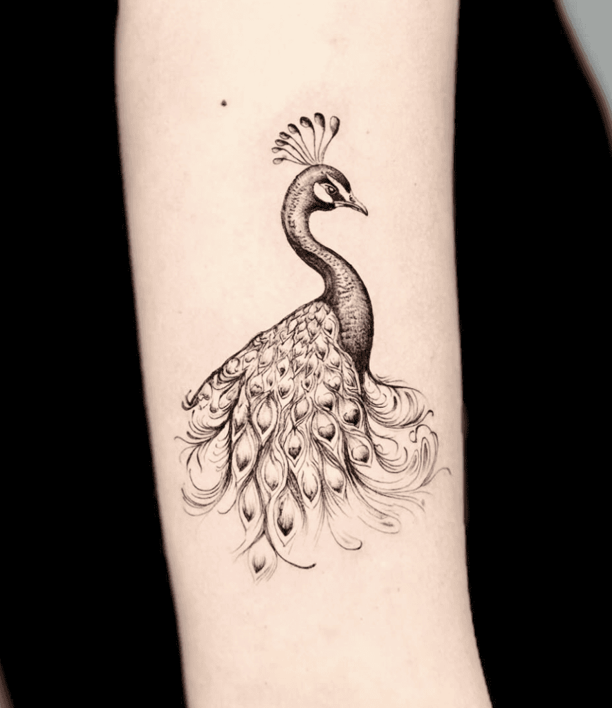 Indian Peafowl Simple Pheasant Tattoo