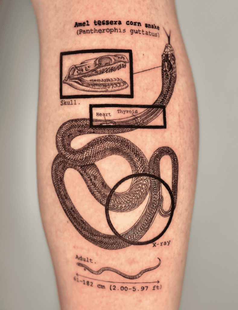 Corn Snake Anatomy Tattoo