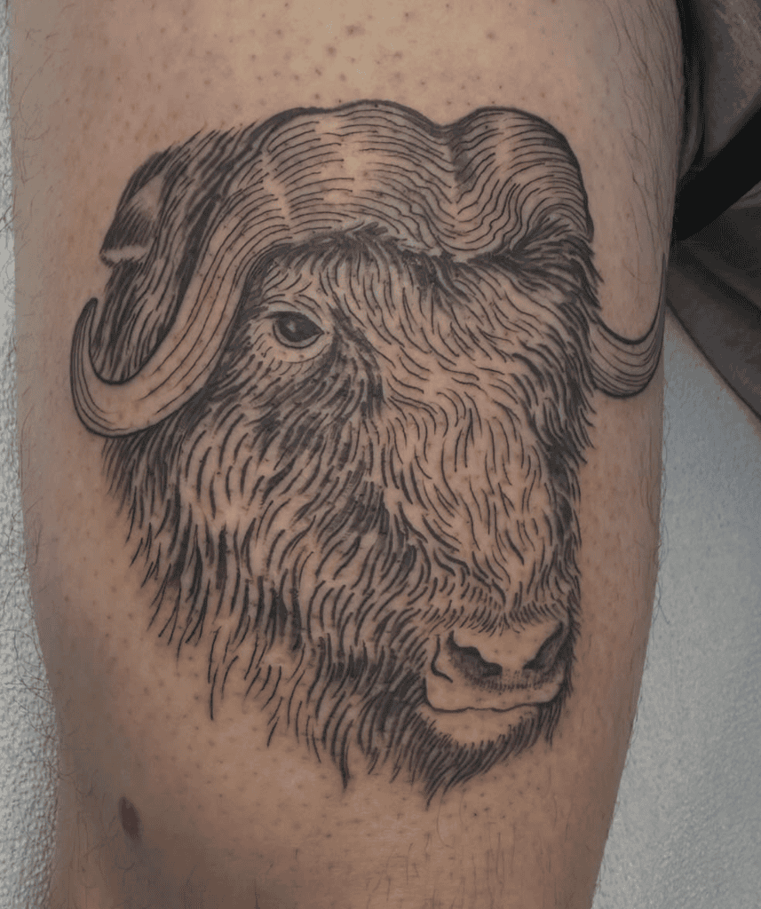 Muskox Head Bovine Tattoo